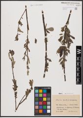 Foto von Salix aurita L. x Salix purpurea L.
